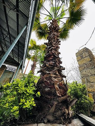 Beyləqan rayonu, Daşburun kəndində, birbaşa yol kənarında yerləşən 2