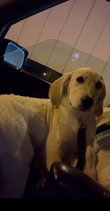 itlerin pulsuz verilmesi: Retriever — 4