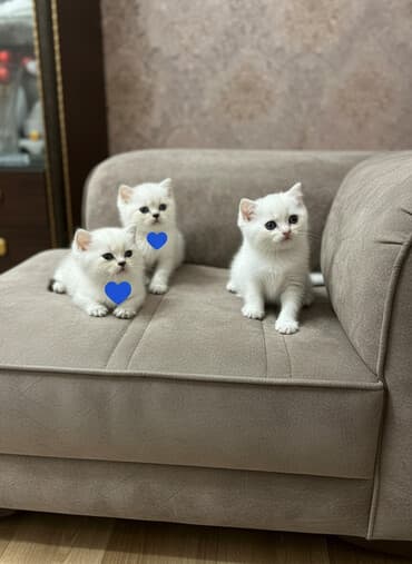 Britan, Erkək, Yaxşı əllərə, Ödənişli çatdırılma, Ünvandan götürmə