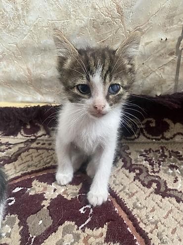 bala pişiylər: Yaxşı əllərə, Ünvandan götürmə — 6