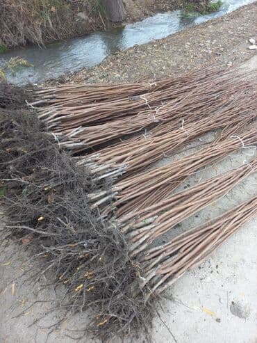 ağ gilas mürəbbəsi: Şahtut və gilas tingləri - Növ: Şirin gilas tingləri (ağ-sarı meyvəli — 4