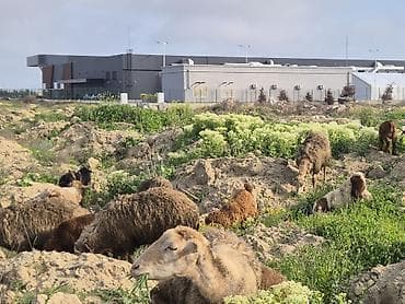 hovuz temizliyi: Qoyun və Keçi Otarma Xidməti - Yaşıllıq sahələrinin, sənaye və — 2