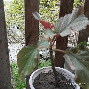 Begoniya (Polka-dot Begonia) şitili – dekorativ otaq bitkisi - Növ