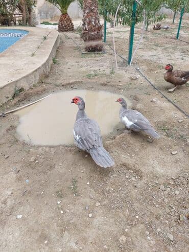 ördək balası və cücə: Muscovy (barbarı) ördəkləri – bala və yeniyetmə yaşda sürü - Rəng — 8