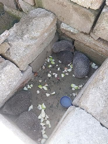 canlı yem: Kirpi – bağ üçün zərərvericilərə qarşı təbii “mühafizəçi” - Gecə — 1