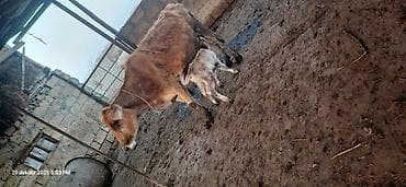 2ci qarin erkek balali satilir yerri malidi cins deyil pula ehtiyyac