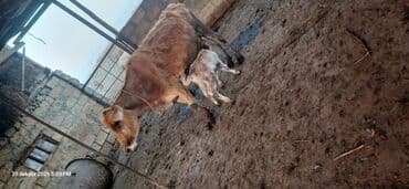 Inəklər, öküzlər: Dişi, il: 4, 200 kq, Südlük, Ünvandan götürmə — 2