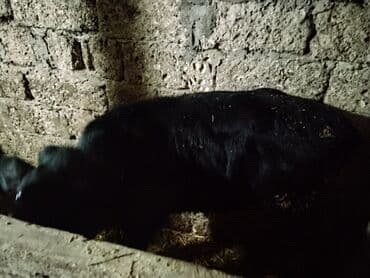 Hyundai: 4 buzov satılır 1i yerli malla anqusdun qarışıqıdı 2 si simental — 1