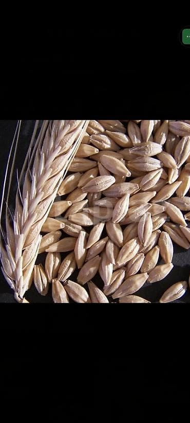 İsmayıllı rayonu İvanovka ərazisində yetişdirilmiş Iki cerge Dəyanətli