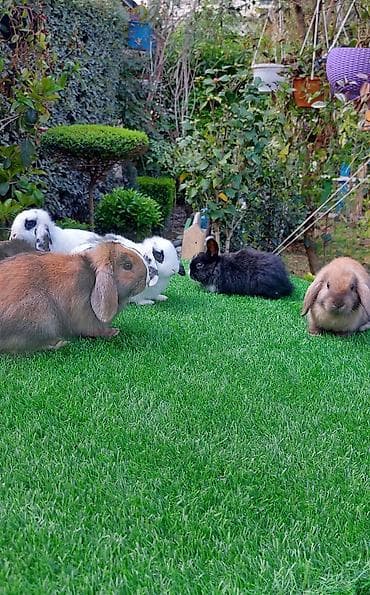 dovşan qəfəsləri: Wekilde gorduyunuz xolandski lop balalar satilir mini 4 ay — 8