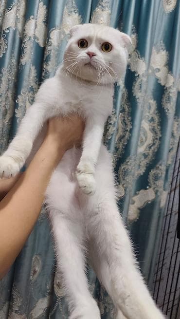 van pişik: Şotland — 7