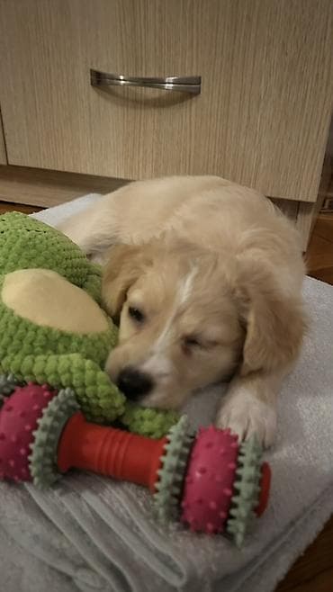 avcarka type 1: Retriever, 3 ay, Dişi, Peyvəndli, Rayonlara çatdırılma, Ünvandan götürmə, Ödənişli çatdırılma — 2