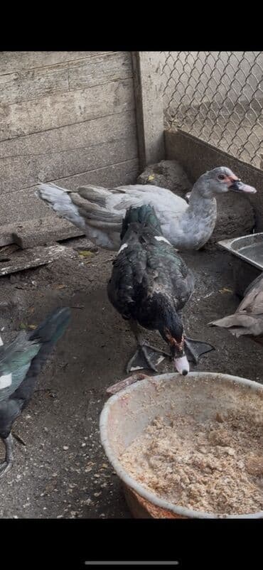 cins ineklerin qiymeti: Erkeyler 45 manat fereler 35 manata istiyen olsa vacapda elaqe — 4