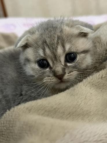 pişiy: Şotland yastı qulaq — 5