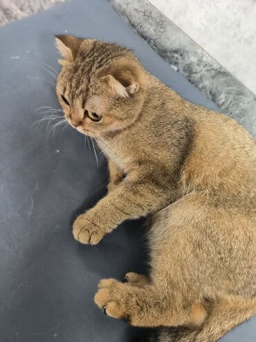 Akvariumlar: Şotland yastı qulaq, Dişi, Yaxşı əllərə — 4