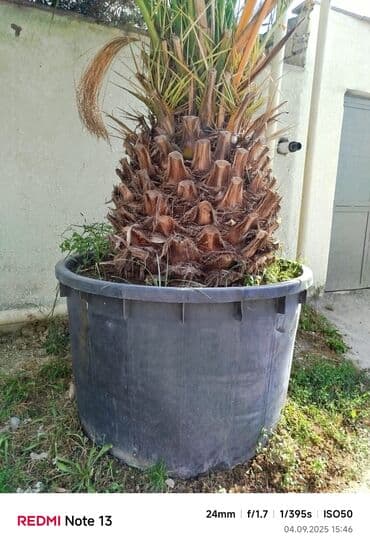 sekas palma: Xurma xurması (Phoenix canariensis) – iri şənlikli palma ağacları - — 3