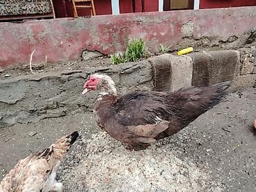 Salam krasnadar sortu təmiz qan erkəydi sonu 50 azndi qiymətə görə