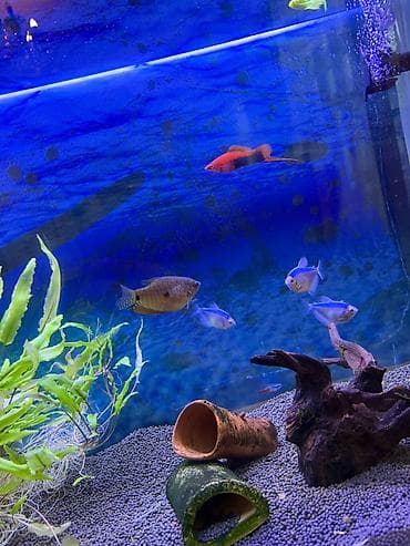 Akvariumlar: Satılır 120 litrlik tam komplekt akvarium. Tam işlək vəziyyətdədir və — 2