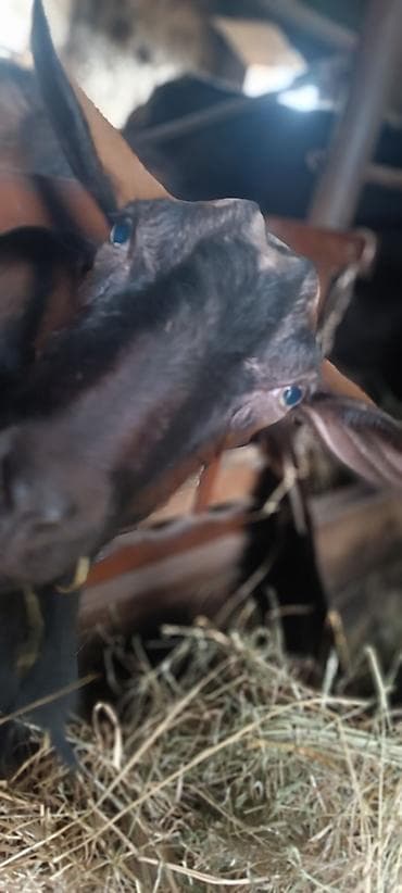 çəpişlər: Sani keçiləri 5 ana 8 bala Süd yönümlü keçilər – ağ və qara rəngli — 2