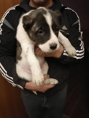 35 günlük qurdbasar balaları, 5 dişi, 1 ərkək Anası: qurdbasar + cane — 3