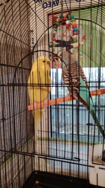 qəfəs: Böyük ölçülü quş qəfəsi və aksesuar dəsti - Material: möhkəm metal — 2