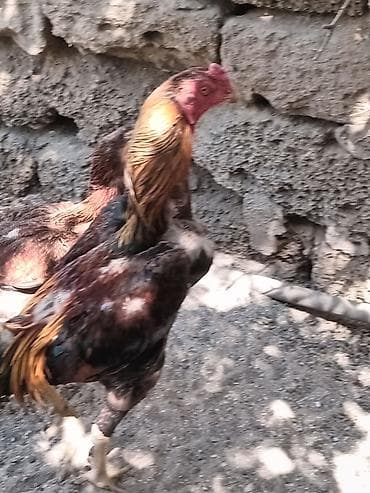 Digər heyvanlar: Salam heyrati lar satiliryaxsi cinsdi cox olduqu nan satiram kohna — 7