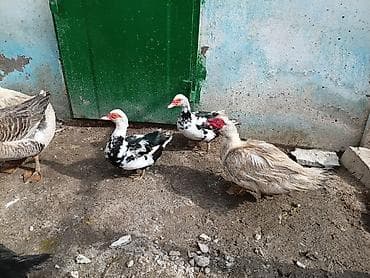 Собаки: Lal ördekler ve dili ördekler satilir ünvan müsfiq — 2