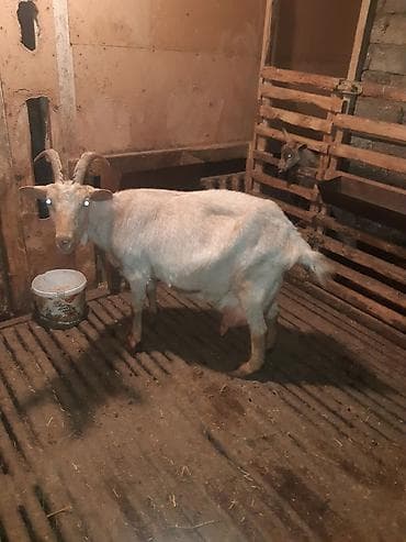 yumurta satışı: 3 AZN-e Keci sudu satilir!!Tam tebiyi ve faydali.(catdirilma var 3 — 3