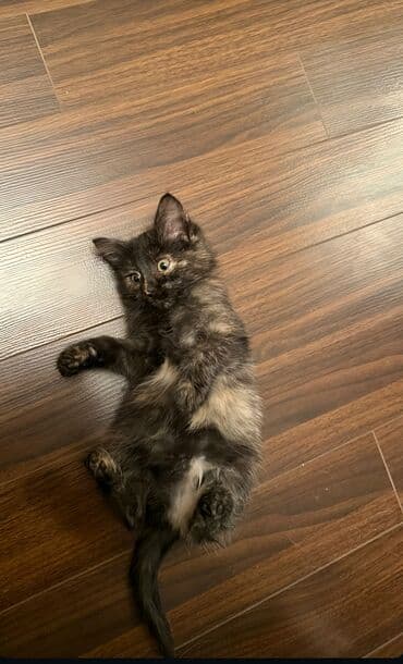 qold pişik: Dişi, Yaxşı əllərə — 4