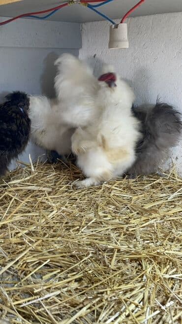 3 toyuq 3 gune 3 yumurta: Toyuq, Damazlıq, Ünvandan götürmə — 9