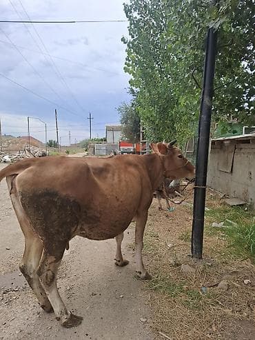 inekler: Məhsul: İki baş iribuynuzlu heyvan (inek və buzovna) Təsvir: - — 3