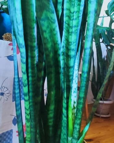 dibcek gulleri: Sansveriya dibçəklə 139 sm, tək gülün öz uzunluğu 125 sm 60 AZN, çox — 3