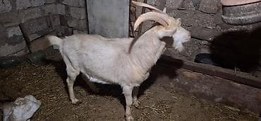 Akvarium aksessuar və ləvazimatları: Erkək keçi – Temiz Safqan Sanin Erkeyidi 1Yas 7 Ayliqdi Cox Aktiv — 3