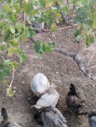 ruan ördəyi: Başlıq: Lal ördek satılı Açıqlama: Lal ördək (muscovy) satılır — 2