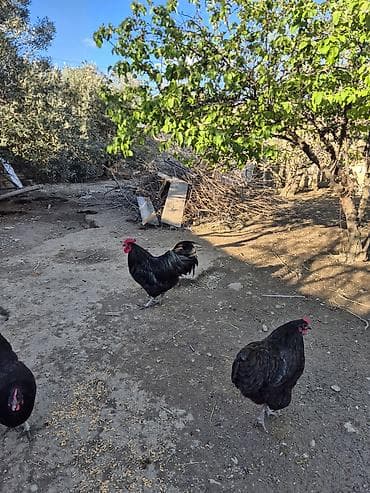 xoruz adlari: Xoruz, il: 1, Ödənişli çatdırılma — 3