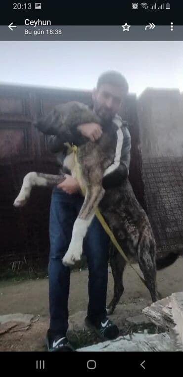 golden retriever qiyməti: Qurdbasar — 5