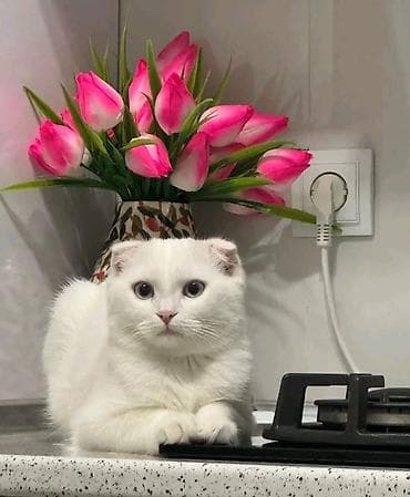 pişik ağ: Ağ balaca pişik balası – mavi gözlü, tükləri yumşaq və sıx. Üzündə və — 6