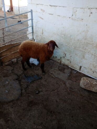 Гуси: Əsil damazdıqa quzu satılır istəyən olsa yazsın video sun atım baxın — 4