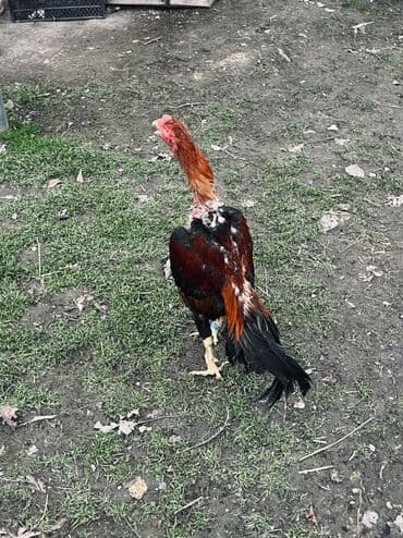 cücə və xoruz təmsil: Heyratı xoruz satılır 1 il 3 aylıq. Cins: Uzunboyun, sərt bədən — 3