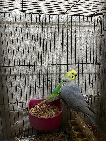 tutuqus: Rainbov tutuqusular satilir. Tam saqlam ve aktiv — 1