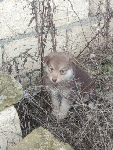 alman coban iti balaları: Peyvəndli — 1