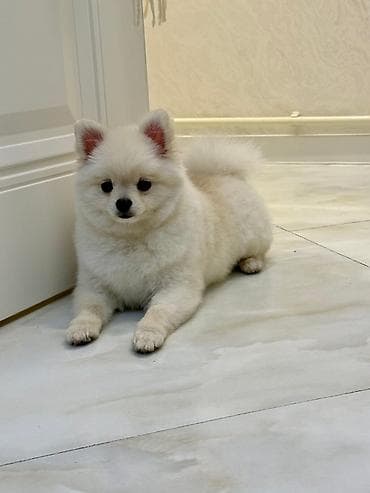 xaski balası: Şpitz — 4