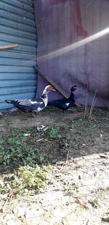 2 ayliq cuceler: Göy macar ərkey. zümrüd dişi Super Damazliq — 3