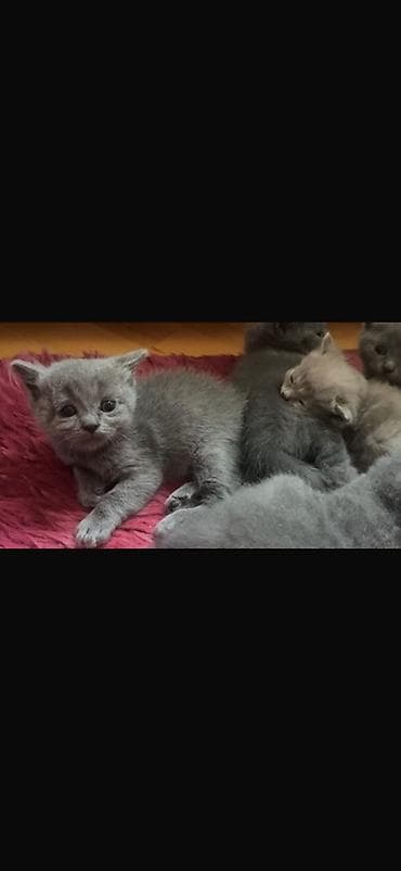 lalafo pisikler: Britan, Yaxşı əllərə — 1