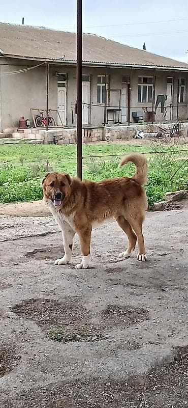 Qurdbasar, 1 il, Erkek, Peyvəndli, Pulsuz çatdırılma