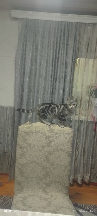 heyvan paltarları: Tabbi, Dişi, Yaxşı əllərə — 3