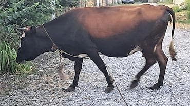 pulsuz it type 1: Üçüncü qarına boğazdı 15 günə doğacaq inşallah süni mayalanmadan — 2