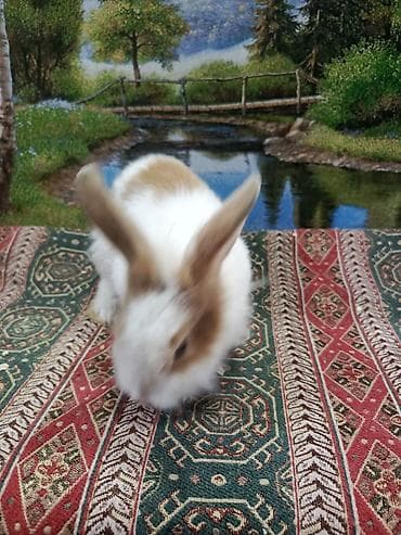 BMW: Dovşan Ag kariçni Yarı cırtdan çox gözəl Sort dovşandı. Şəkillərdə — 6