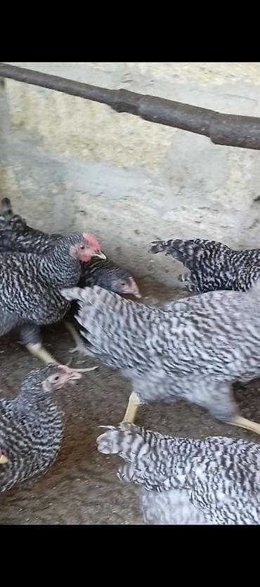 cuce: Toyuq cücələri, Damazlıq — 2