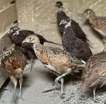 Məhsul: Qırqovul quşları (erkək və dişi) ailə satılır qiyməti birinə — 2